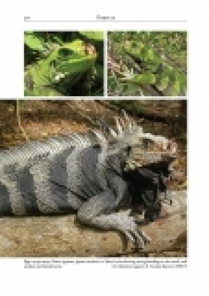 Reptiles of the Lesser Antilles